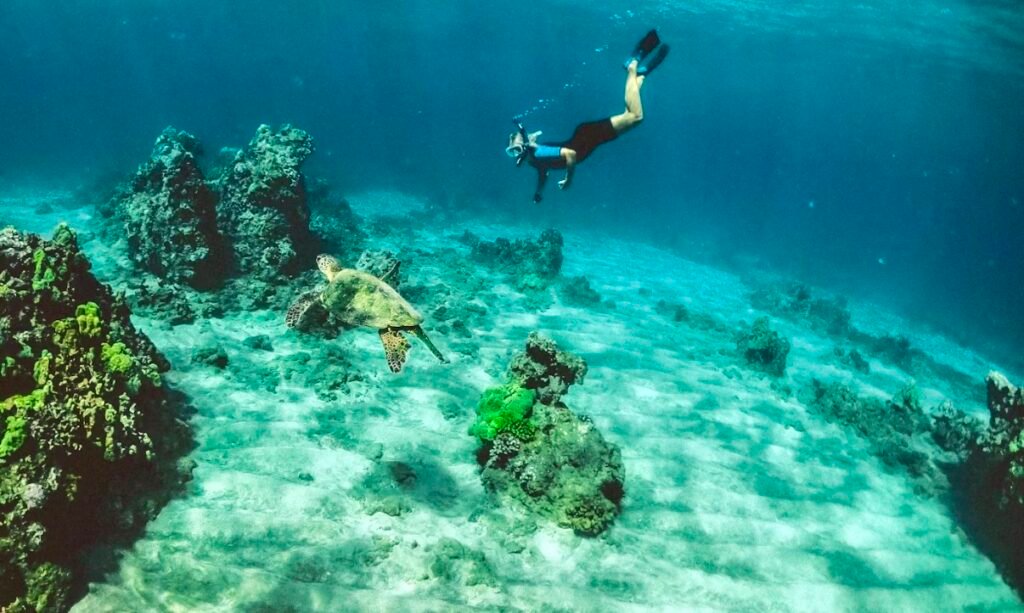 Free diver checking our a sea turtle