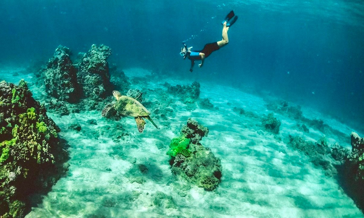 Free diver checking our a sea turtle